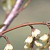 Stachyurus praecox, flowers