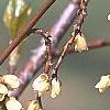 Stachyurus praecox, flowers
