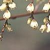 Stachyurus praecox, flowers