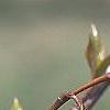 Stachyurus praecox, flowers