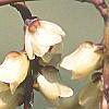 Stachyurus praecox, flowers