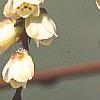 Stachyurus praecox, flowers