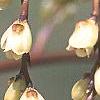 Stachyurus praecox, flowers