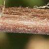 Halesia carolina, buds