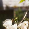 Halesia carolina, flowers