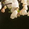 Halesia carolina, flowers