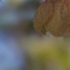 Halesia carolina, flowers