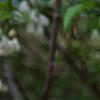 Halesia carolina, flowers