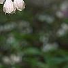 Halesia carolina, flowers