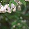Halesia carolina, flowers