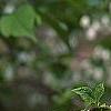 Halesia carolina, flowers