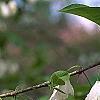 Halesia carolina, flowers