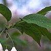 Halesia carolina, flowers