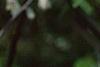 Halesia carolina, flowers