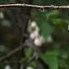 Halesia carolina, flowers