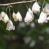 Halesia carolina, flowers