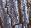 Halesia carolina, bark