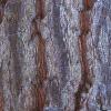 Halesia carolina, bark