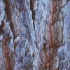 Halesia carolina, bark