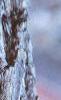 Halesia carolina, bark