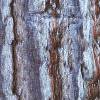 Halesia carolina, bark