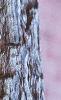 Halesia carolina, bark
