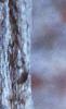 Halesia carolina, bark