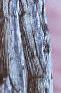 Halesia carolina, bark