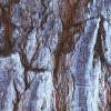 Halesia carolina, bark