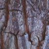 Halesia carolina, bark