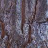 Halesia carolina, bark