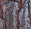 Halesia carolina, bark