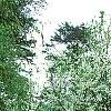 Halesia diptera, habit
