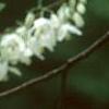 Halesia diptera, flowers