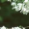 Halesia diptera, flowers