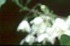 Halesia diptera, flowers