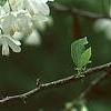 Halesia diptera, flowers