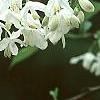 Halesia diptera, flowers