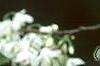 Halesia diptera, flowers