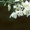 Halesia diptera, flowers
