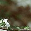 Halesia diptera, flowers