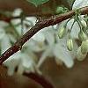 Halesia diptera, flowers