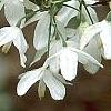 Halesia diptera, flowers