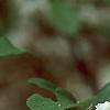 Halesia diptera, flowers