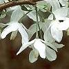 Halesia diptera, flowers