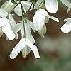 Halesia diptera, flowers