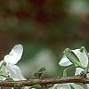 Halesia diptera, flowers