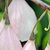 Halesia monticola var. vestita forma rosea 'Arnold's Pink', flowers