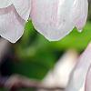 Halesia monticola var. vestita forma rosea 'Arnold's Pink', flowers