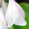 Halesia monticola var. vestita forma rosea 'Arnold's Pink', flowers